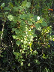 Clinopodium mexicanum