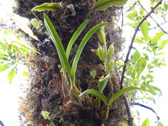 Bulbophyllum variegatum image