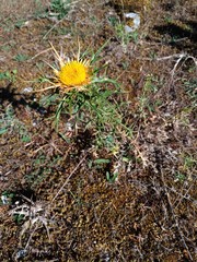 Carlina graeca