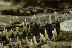 Xylaria cinerea