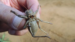 Spalacomimus stettinensis