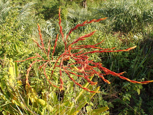 Orangeade Bromeliad (Aechmea blanchetiana)