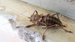 Spalacomimus stettinensis
