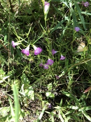 Agalinis neoscotica