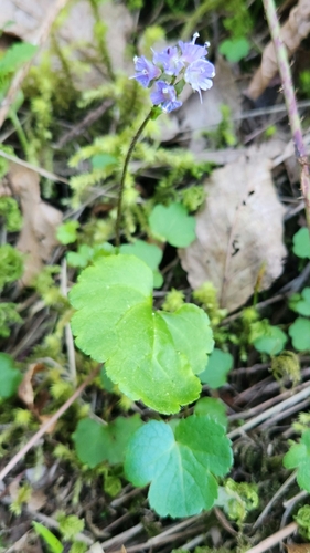 Image of Veronica regina by (c) Casey H. Richart, some rights reserved (CC BY)