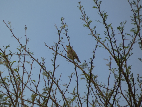Western Olivaceous Warbler (Iduna opaca), photo 6