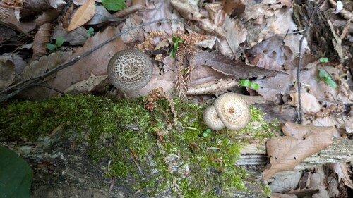 Lentinus arcularius