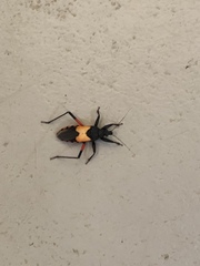Microtomus purcis