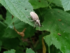 Trichalophus boeberi