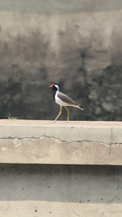Vanellus indicus