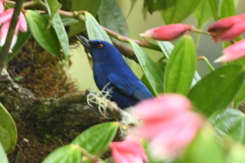 Indigo Flowerpiercer (Diglossa indigotica)