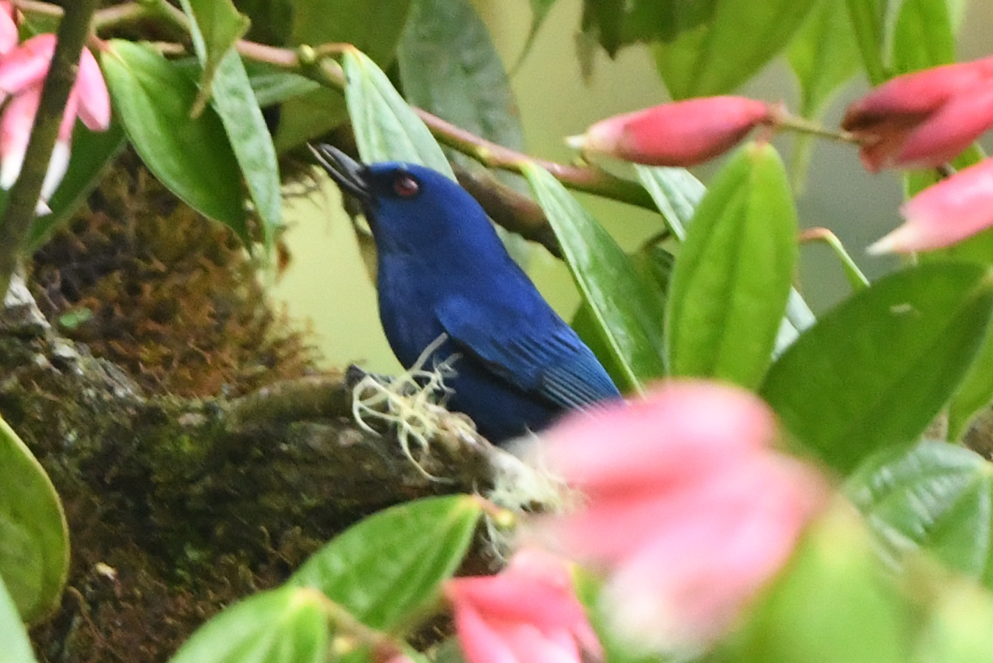 Indigo Flowerpiercer (Diglossa indigotica)