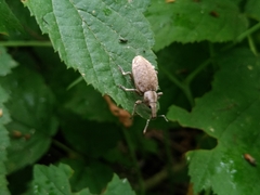 Trichalophus boeberi