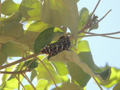 Rothschildia lutea