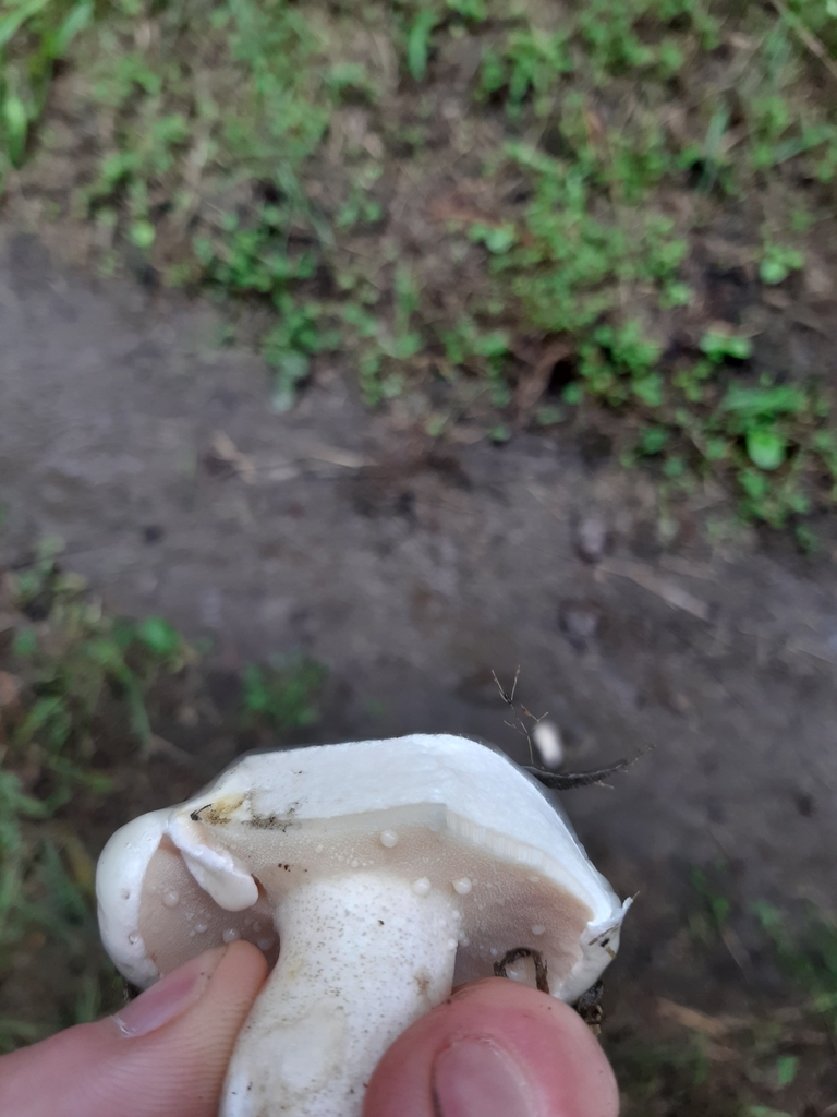Suillus pungens · April 2025 · photo: © georgecox (iNaturalist, cc0)