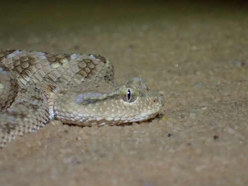 Arabian Horned Viper