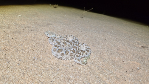 Arabian Horned Viper