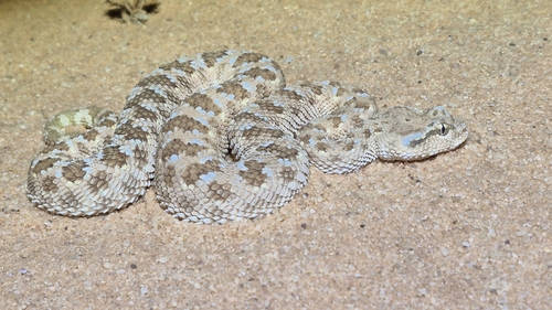 Arabian Horned Viper