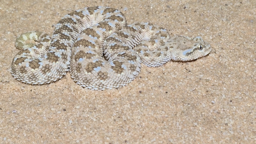 Arabian Horned Viper