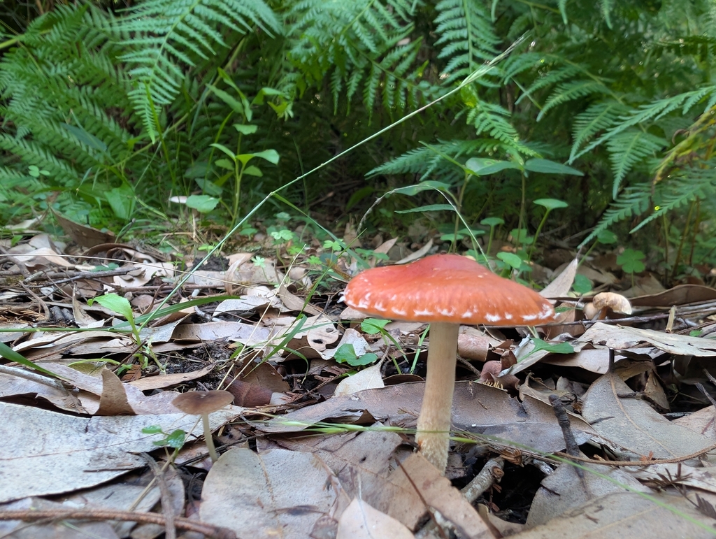 Leratiomyces ceres · April 2025 · photo: © teacay (iNaturalist, cc-by-nc)