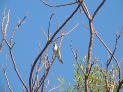 Conirostrum speciosum