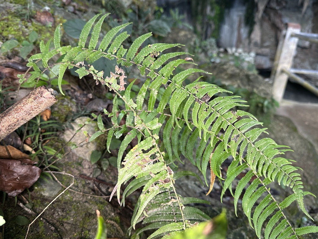Pneumatopteris brooksii
