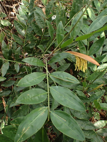 Desmoncus orthacanthos