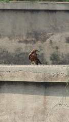 Milvus migrans