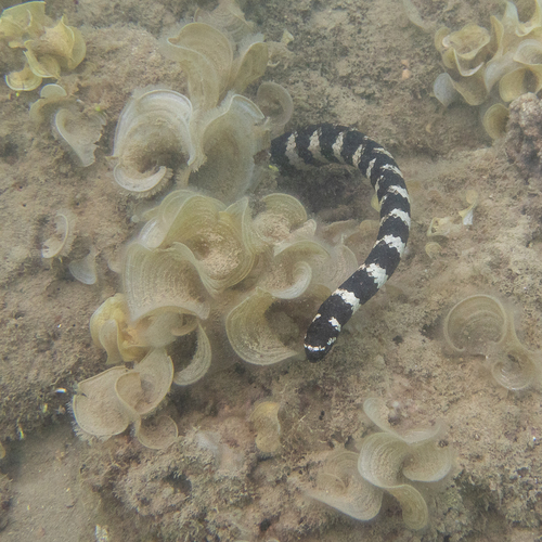 Ijima's Turtle-headed Sea Snake