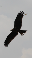 Milvus migrans