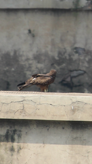 Milvus migrans
