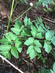 Angelica lucida