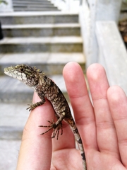 Pseudocalotes microlepis