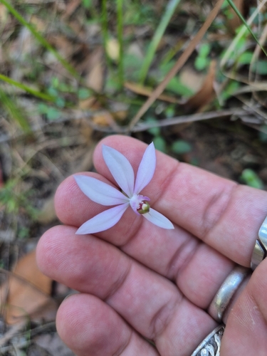 Image of Caladenia picta by no rights reserved