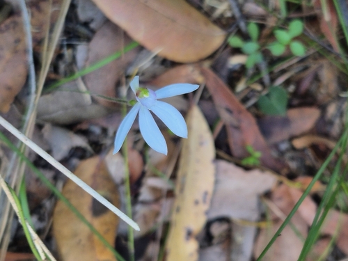 Image of Caladenia picta by no rights reserved