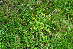 Taraxacum bessarabicum