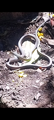 Common Tree Snake sighting