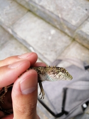 Pseudocalotes microlepis