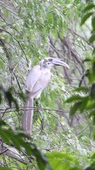 Ocyceros birostris