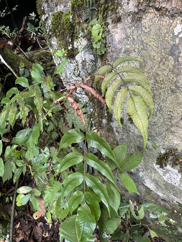 Tectaria pleiosora observed 2025-04-20