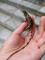 Pseudocalotes microlepis