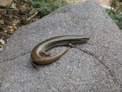 Mountain Skink photo 3