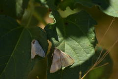 Heliothis