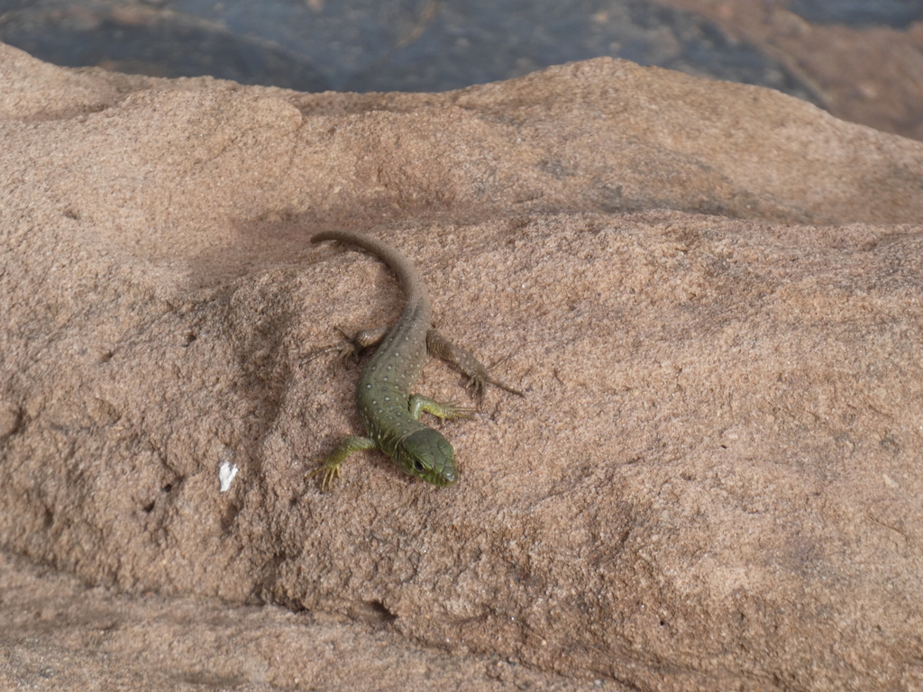 Moroccan Ocellated Lizard