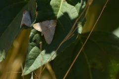 Heliothis