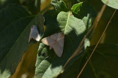 Heliothis
