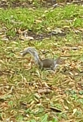 Sciurus carolinensis