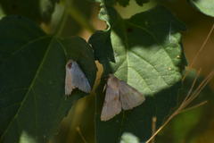 Heliothis