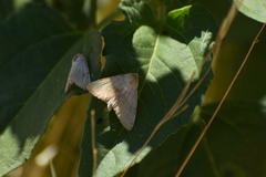 Heliothis