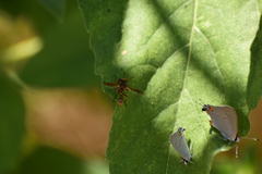 Physocephala marginata